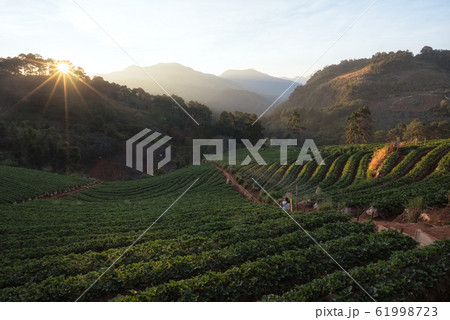 The scenery of the strawberry farm at sunrise time 61998723