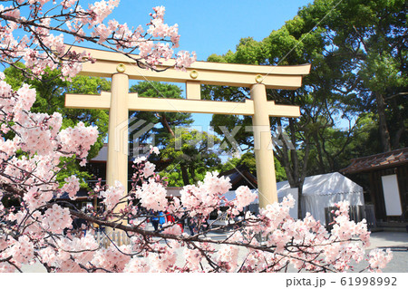 Torii-gate and blooming sakura branch in Meiji 61998992