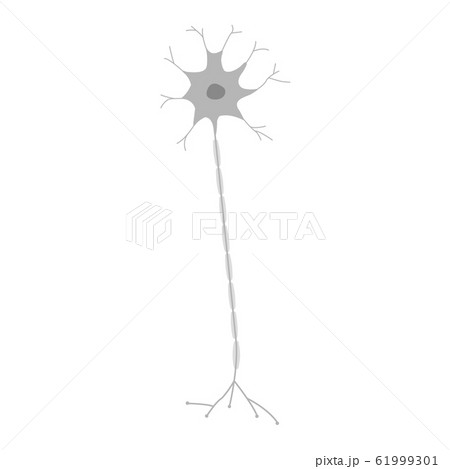 Nerve Cell Stock Illustration