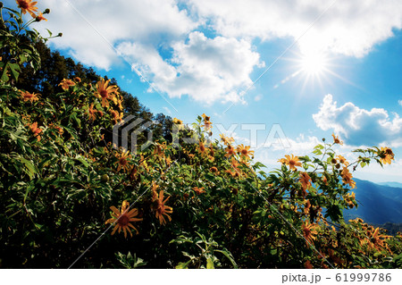Bua tong flower on hill. Bua tong flower on hill. 61999786