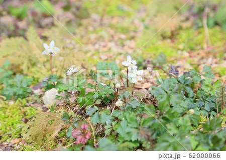 バイカオウレンの花 バイカオウレンの花 62000066