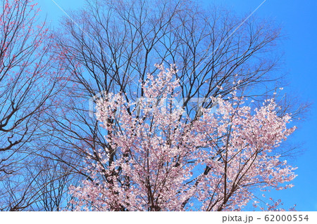 美しき桜の花　その202002　：　　花と植物が織りなす色紙　その202002 62000554