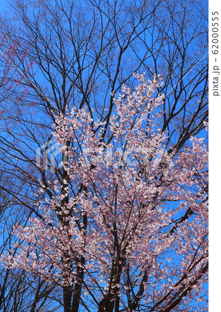 美しき桜の花　その202002　：　　花と植物が織りなす色紙　その202002 62000555
