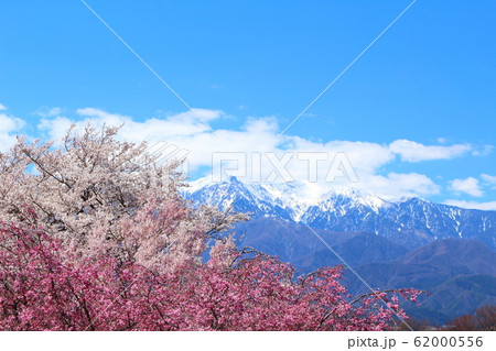 美しき桜の花 その202002 : 花と植物が織りなす色紙 その202002 美しき桜の花 その202002 : 花と植物が織りなす色紙 その202002 62000556