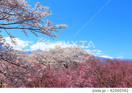 美しき桜の花 その202002 : 花と植物が織りなす色紙 その202002 美しき桜の花 その202002 : 花と植物が織りなす色紙 その202002 62000562