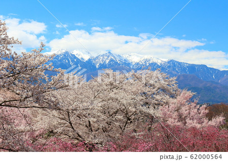 美しき桜の花 その202002 : 花と植物が織りなす色紙 その202002 美しき桜の花 その202002 : 花と植物が織りなす色紙 その202002 62000564