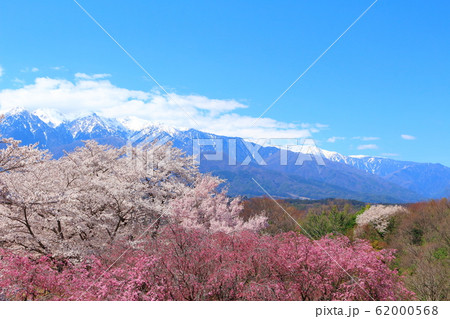 美しき桜の花 その202002 : 花と植物が織りなす色紙 その202002 美しき桜の花 その202002 : 花と植物が織りなす色紙 その202002 62000568