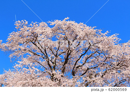 美しき桜の花 その202002 : 花と植物が織りなす色紙 その202002 美しき桜の花 その202002 : 花と植物が織りなす色紙 その202002 62000569