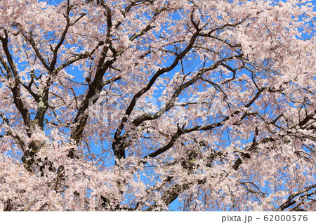 美しき桜の花　その202002　：　　花と植物が織りなす色紙　その202002 62000576