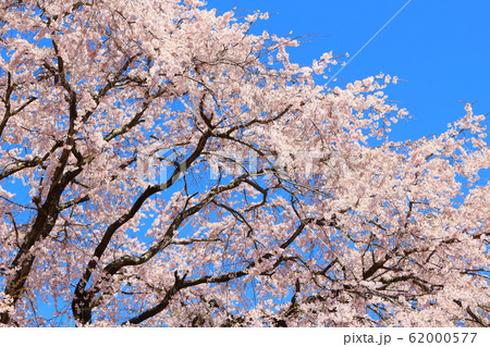 美しき桜の花 その202002 : 花と植物が織りなす色紙 その202002 美しき桜の花 その202002 : 花と植物が織りなす色紙 その202002 62000577
