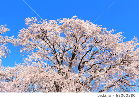 美しき桜の花 その202002 : 花と植物が織りなす色紙 その202002 美しき桜の花 その202002 : 花と植物が織りなす色紙 その202002 62000580