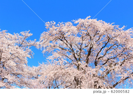 美しき桜の花 その202002 : 花と植物が織りなす色紙 その202002 美しき桜の花 その202002 : 花と植物が織りなす色紙 その202002 62000582