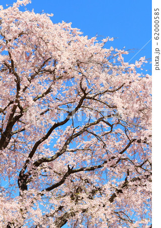 美しき桜の花　その202002　：　　花と植物が織りなす色紙　その202002 62000585