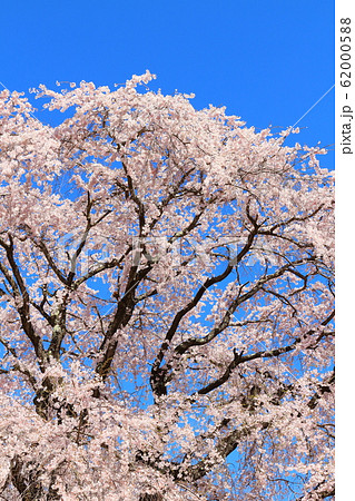 美しき桜の花　その202002　：　　花と植物が織りなす色紙　その202002 62000588