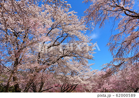美しき桜の花 その202002 : 花と植物が織りなす色紙 その202002 美しき桜の花 その202002 : 花と植物が織りなす色紙 その202002 62000589