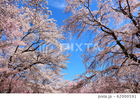 美しき桜の花　その202002　：　　花と植物が織りなす色紙　その202002 62000591