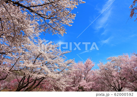 美しき桜の花　その202002　：　　花と植物が織りなす色紙　その202002 62000592