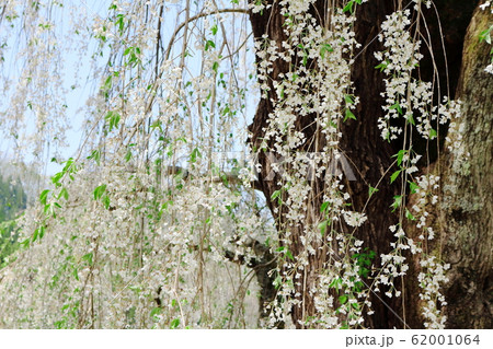 美しき桜の花　その202002　：　　花と植物が織りなす色紙　その202002 62001064