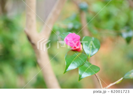 紅侘助の花 紅侘助の花 62001723