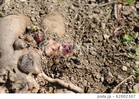 ヤーコンの新芽 62002307