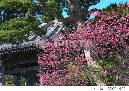 寒緋桜 長谷寺 寒緋桜 長谷寺 62004405