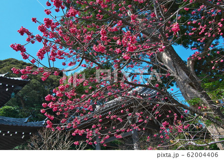 寒緋桜　長谷寺 62004406