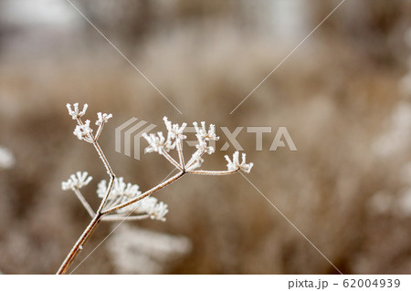 Winter landscape.Winter scene .Frozenned flower selective focus 62004939