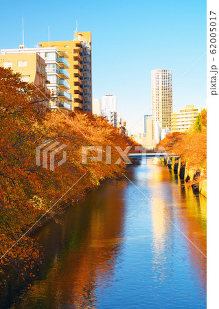 紅葉の目黒川 田道橋から望む 62005017