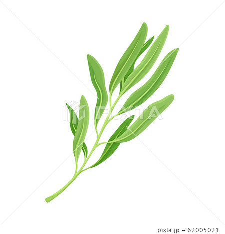 Kitchen Herb for Food Preparation and Garnish Vector Element Kitchen Herb for Food Preparation and Garnish Vector Element 62005021
