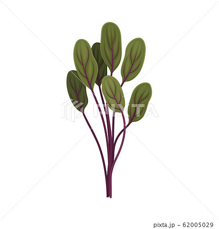 Kitchen Herb for Food Preparation and Garnish Vector Element 62005029