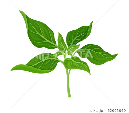 Basil Twig As Kitchen Herb For Cooking Vector のイラスト素材