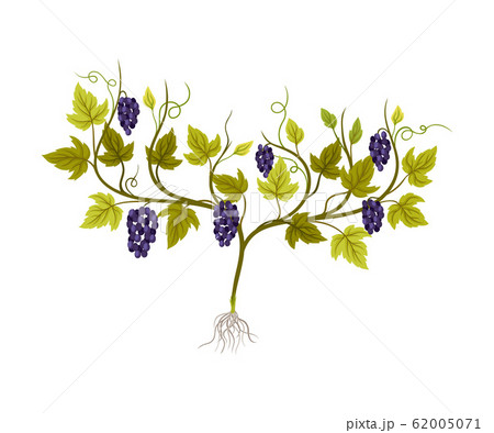 Grape Plant with Vines and Cluster of Grapes Vector Illustration Grape Plant with Vines and Cluster of Grapes Vector Illustration 62005071