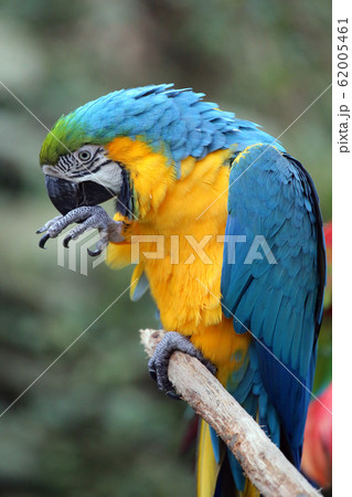 コンゴウインコ コンゴウインコ 62005461