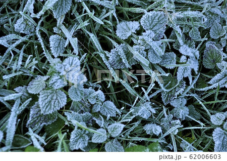 Hoarfrost on a slope grass Hoarfrost on a slope grass 62006603