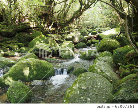 屋久島 62007261