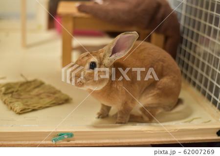 ミニレッキス 62007269