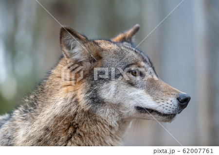 Close up timber wolf portrait in forest 62007761