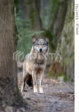 Close up timber wolf in forest 62007762