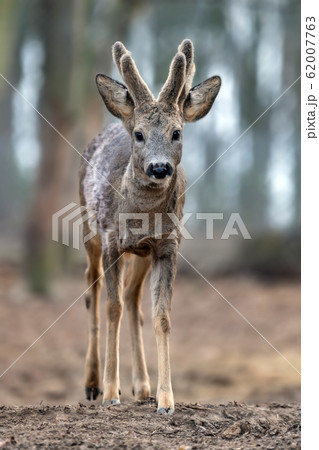 Close up baby deer in forest 62007763