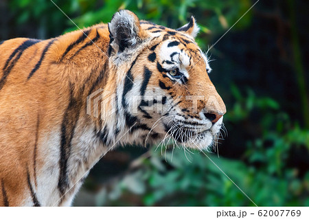 Close up Tiger on trees background Close up Tiger on trees background 62007769