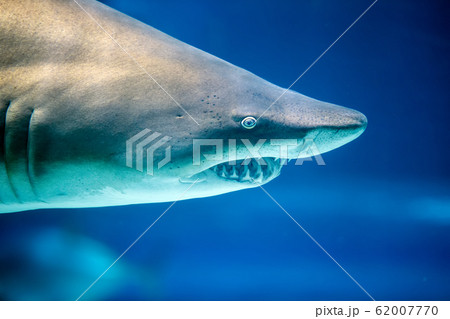 Underwater great white shark 62007770
