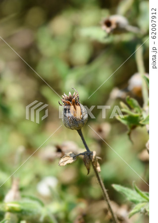White campion White campion 62007912