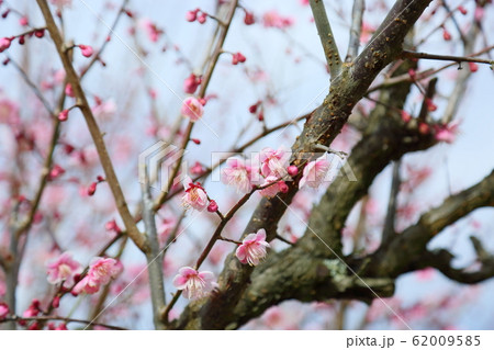 梅の花　萩野 62009585