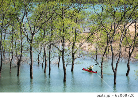 白川ダム湖　水没林　カヌー 62009720