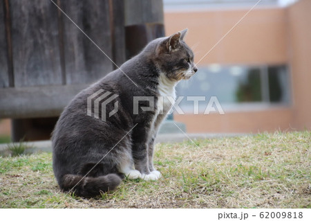 湯河原の猫 62009818