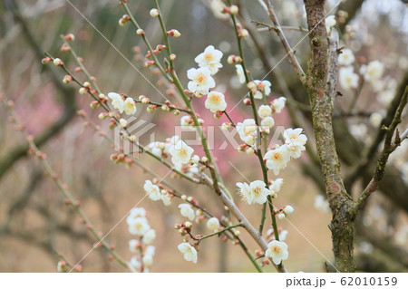 白梅の花　南高 62010159
