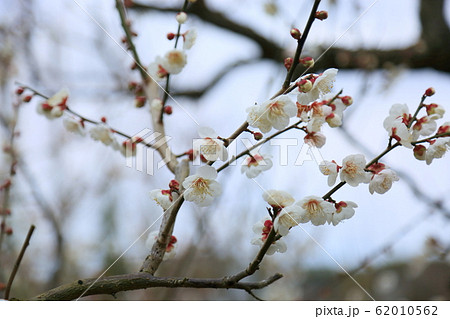 白梅の花　南高 62010562