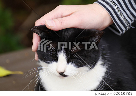 猫と人 62010735