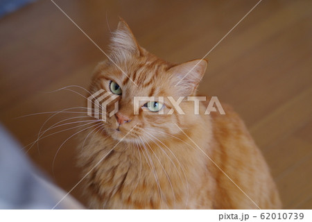 ふわふわな猫ちゃん ふわふわな猫ちゃん 62010739