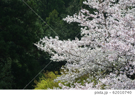 満開の桜 満開の桜 62010740